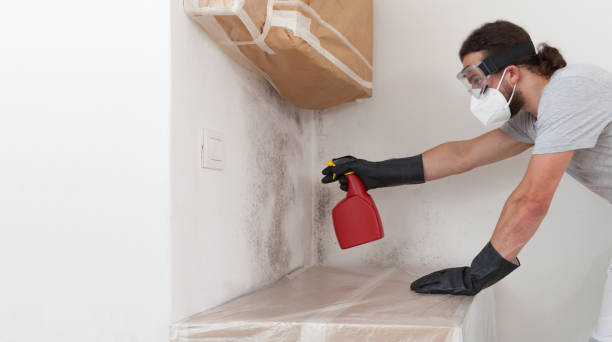 Professional Basement Mold Remediation technician working in Westmont, IL