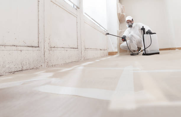 24/7 Emergency Basement Mold Remediation experts in Westmont, IL
